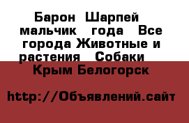 Барон (Шарпей), мальчик 3 года - Все города Животные и растения » Собаки   . Крым,Белогорск